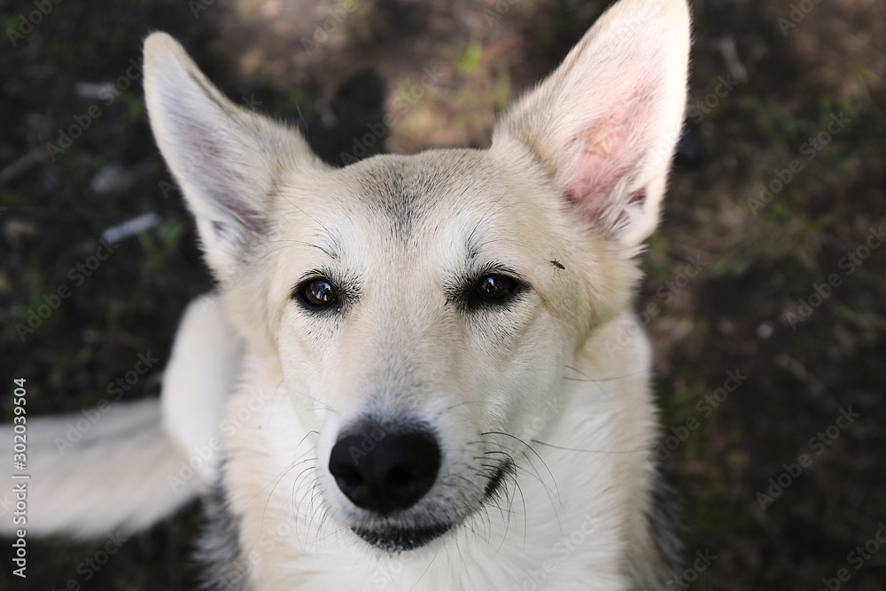 Funny big dog with kind look on ground at nature Funny big dog with kind look on ground at nature