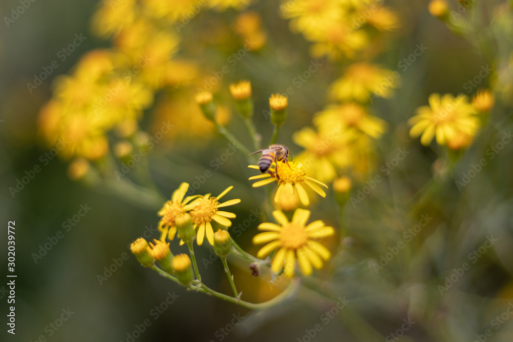 bee and yellow flower bee and yellow flower
