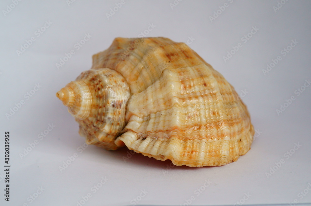 sea shell isolated on white background