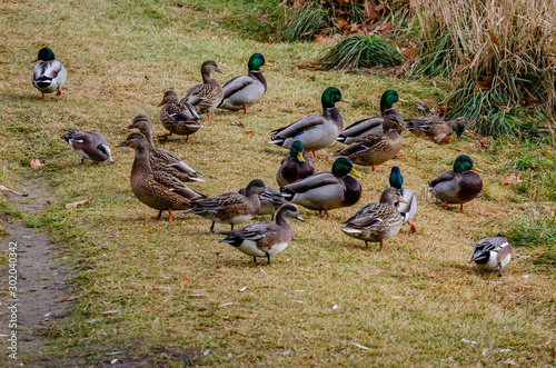 Mallard And Wigeon Ducks At Cannon Hill Park