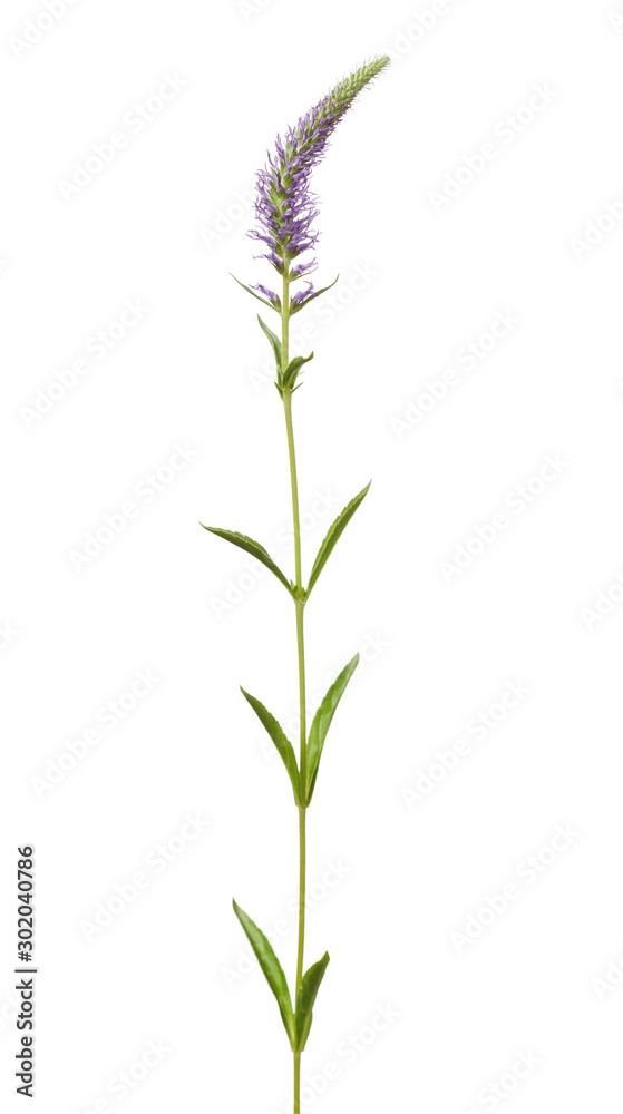 Obraz premium Wild flower on white