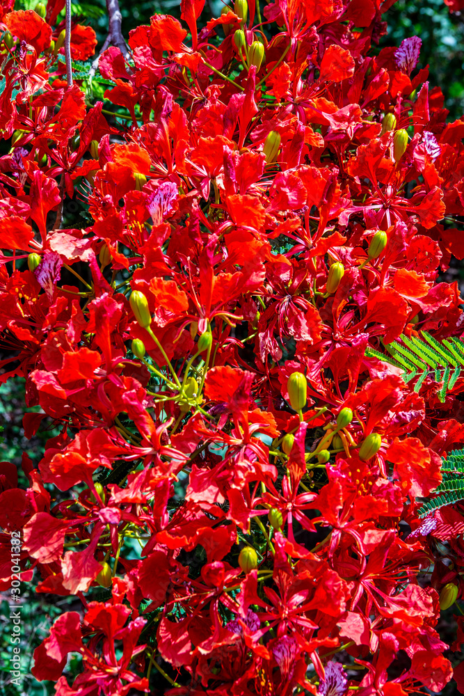 Delonix regia. Fragment of a blossoming crown of a tree. Close-up. Brazil. Pantanal. South America. Delonix regia. Fragment of a blossoming crown of a tree. Close-up. Brazil. Pantanal. South America.