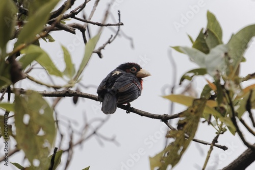 Double-toothed barbet, Lybius bidentatus photo