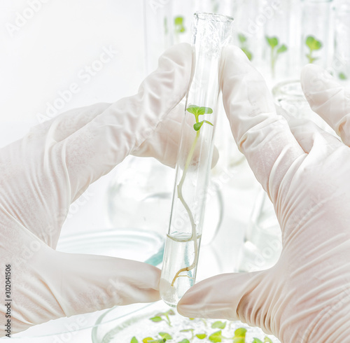 Concept: the cloning of plants in the laboratory photo