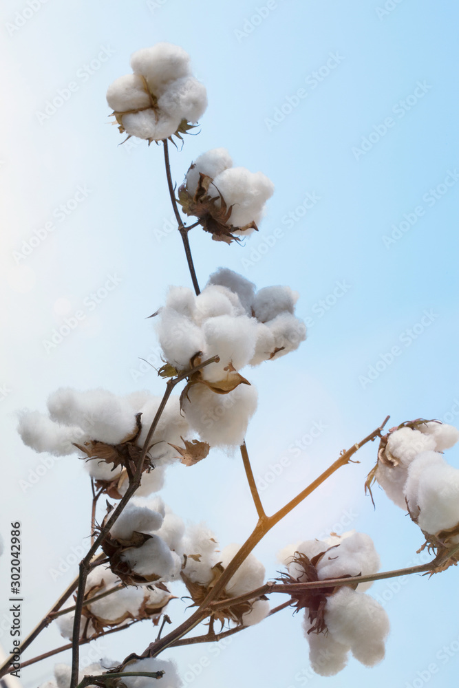 cotton flowers with sun at agricultural field cotton flowers with sun at agricultural field