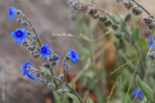 Flower of a Cynoglossum plant in Ethiopia. photo