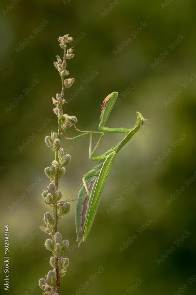 Praying mantis in the natural environment, wildlife, macro, detail, close up, Mantis religiosa Praying mantis in the natural environment, wildlife, macro, detail, close up, Mantis religiosa