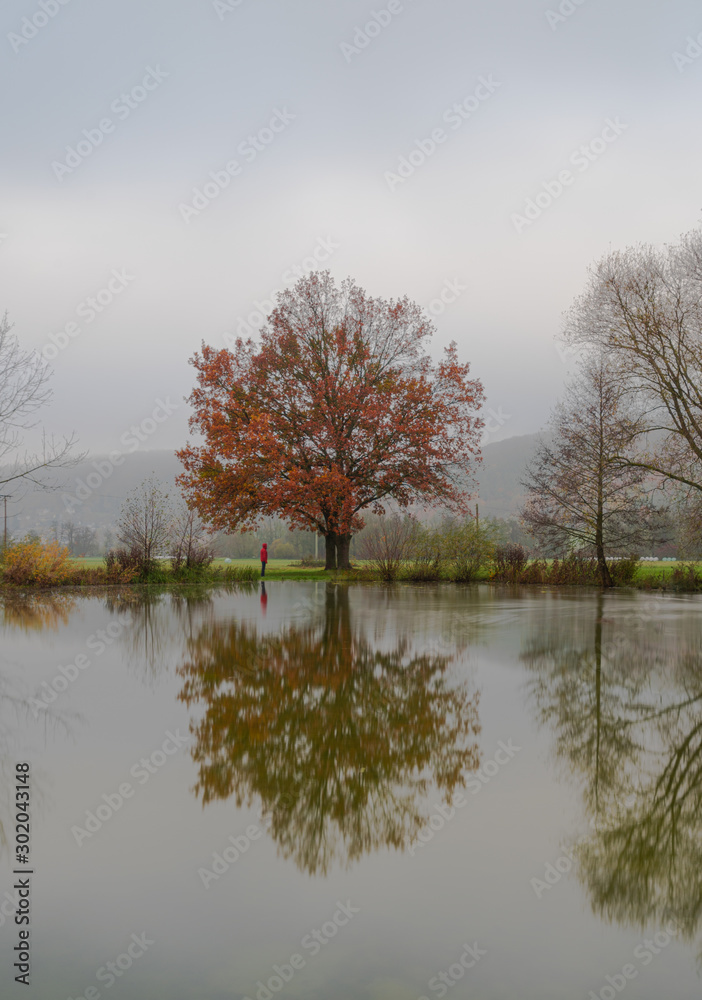 tree on lake