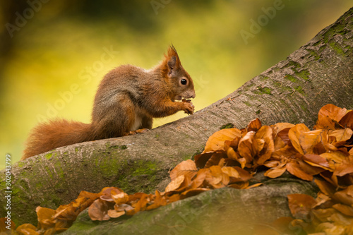 Photos Cute Red squirrel in the natural evironment, wildlife, close up, silhouete, Sciu