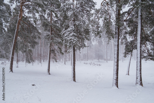 Pine trees under snow at the winter time