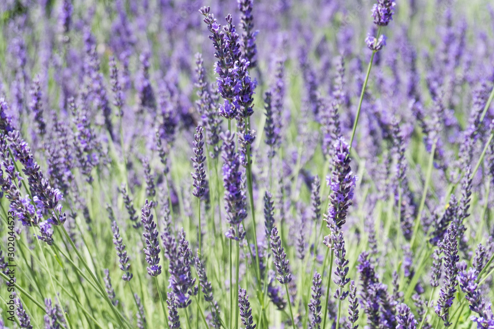 Infinite lavender fields, with purple and violet flowers. Closeup