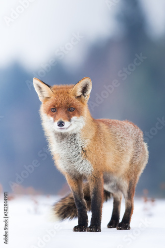 Cute Red fox in the natural environment  Vulpes vulpes  Europe