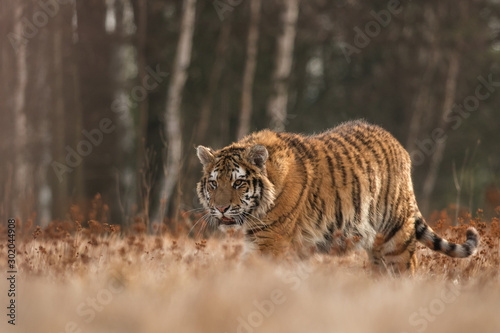 Siberian tiger in the natural environment  close up  silhouette  Panthera tigris altaica