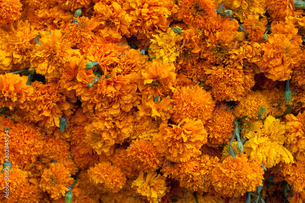 Flores de Damasquina o Cempasuchil para el Dia de Muertos Stock Photo |  Adobe Stock