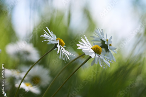 Chamomile in high grass; Shallow depth of field
