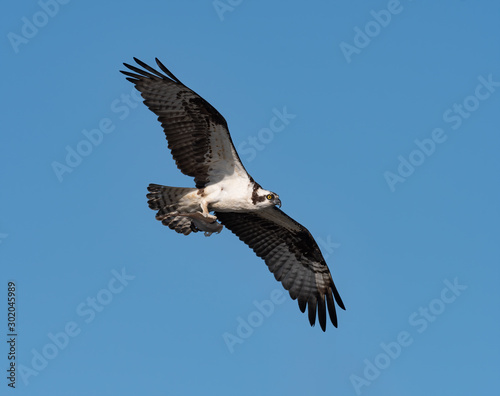 An Osprey in flight with a fish in its talons.