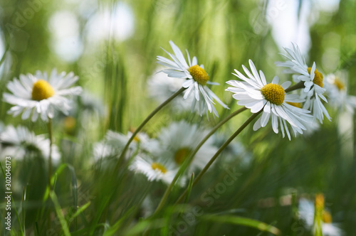 Chamomile in high grass