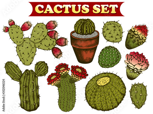 Vector illustration of sketch hand drawn set of green cacti with flowers isolated on white background. Tropical, exotic, botanical, engraving painting cactus. Texas, California, Spain, vintage style.