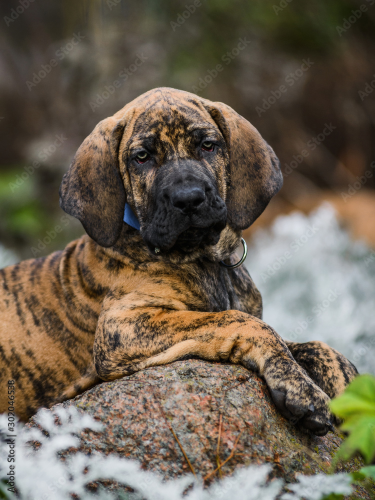 Adorable Fila Brasileiro brindle color puppy portrait Stock Photo