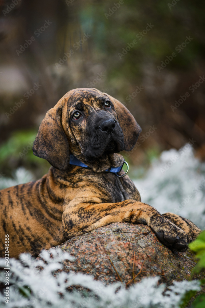 Adorable Fila Brasileiro brindle color puppy portrait Stock 写真 | Adobe Stock