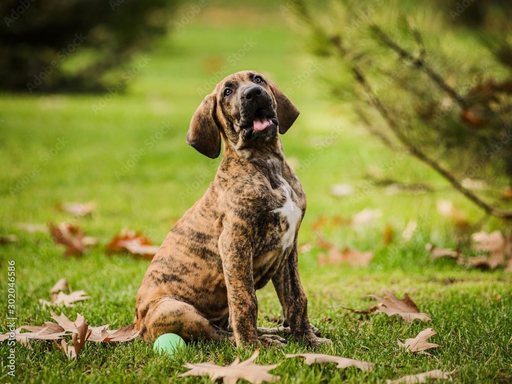 Funny face Fila Brasileiro brindle color puppy with open mouth Stock Photo