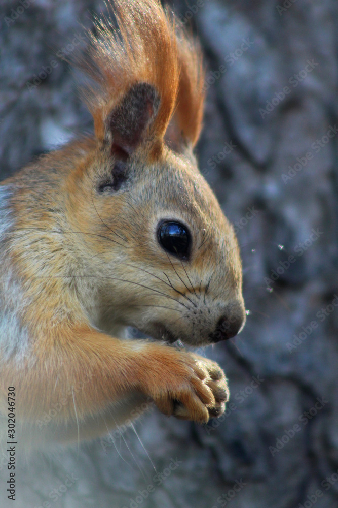 Fototapeta premium squirrel