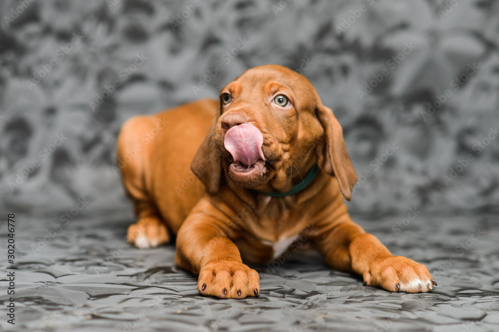 Funny face rhodesian ridgeback puppy with tongue out Funny face rhodesian ridgeback puppy with tongue out