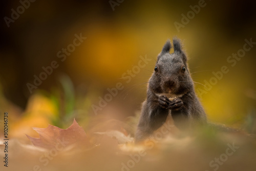 Cute Red squirrel in the natural evironment, wildlife, close up, silhouete, Sciurus vulgaris © JAKLZDENEK