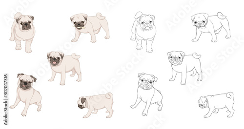Set of pug dogs vector illustration. Colored and outline design. Vector illustration.. Isolated on white background.