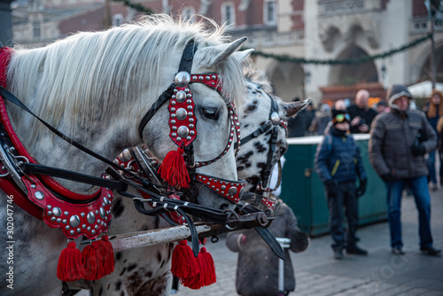 Cavallo photo