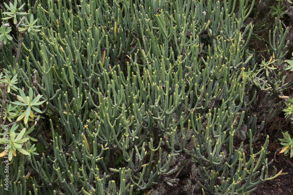 Obraz premium Tabaibilla