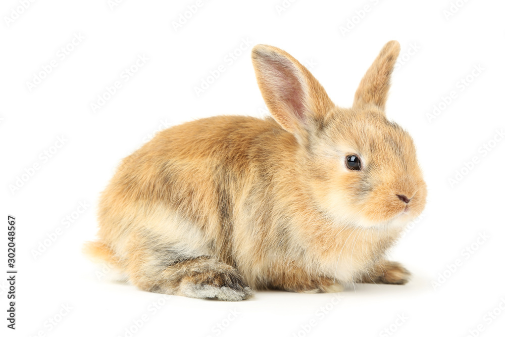 Bunny rabbit isolated on white background Bunny rabbit isolated on white background