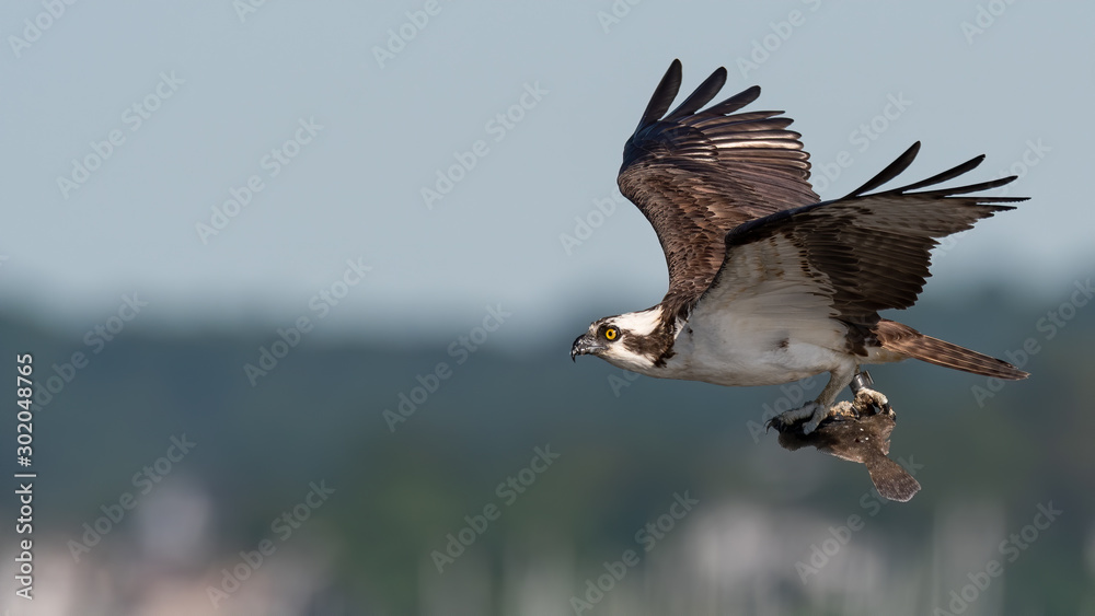 Obraz premium A closeup of an Osprey in flight with a fish in its talons.