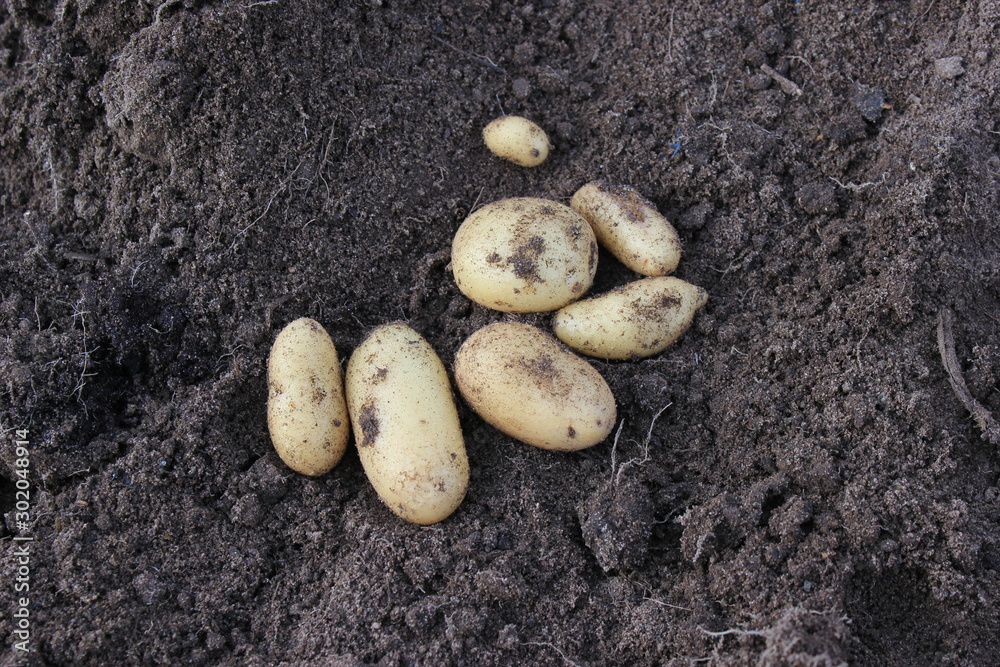 Potato. potato tuber.