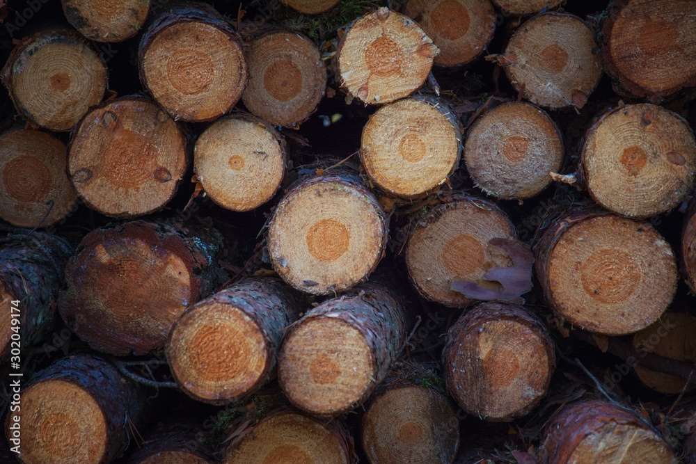 Wooden Logs Trunks of trees cut and stacked. Trunks of felled trees are prepared for transportation on a timber truck. The trunks of felled trees were laid before loading on a sawmill. Wooden Logs Trunks of trees cut and stacked. Trunks of felled trees are prepared for transportation on a timber truck. The trunks of felled trees were laid before loading on a sawmill.