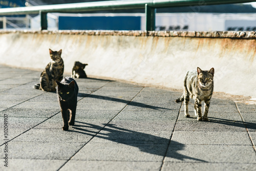Photography Stray, feral, homeless cats on street, solving problem