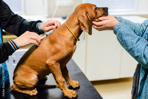 rhodesian ridgeback puppy second vaccination in vet clinic photo