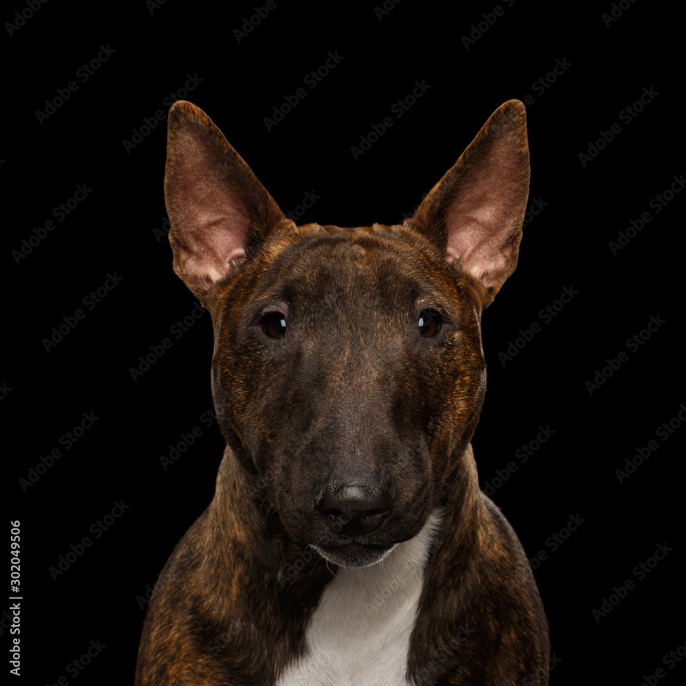 Close-up Portrait of Bull Terrier Dog Gazing on isolated black background, front view
