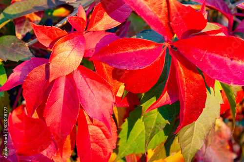 Colorful Leaves