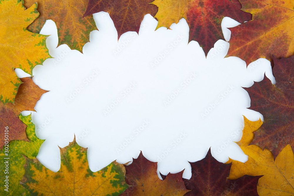 autumn maple leaves frame on white background autumn maple leaves frame on white background