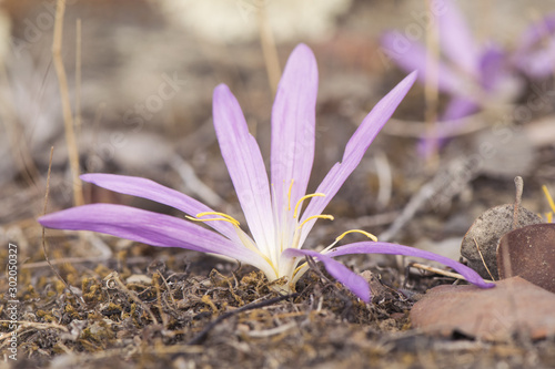 Merendera filifolia is a delicate pink or purple plant that grows in the meadows sometimes known as false saffron although it does not resemble plants of the genus crocus