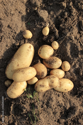 Potato. potato tuber.