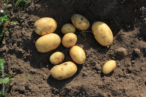 Potato. potato tuber.