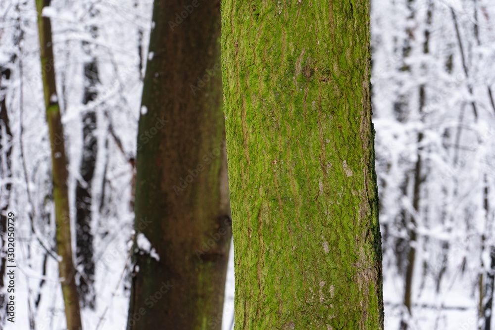 Obraz premium Moss On The Tree