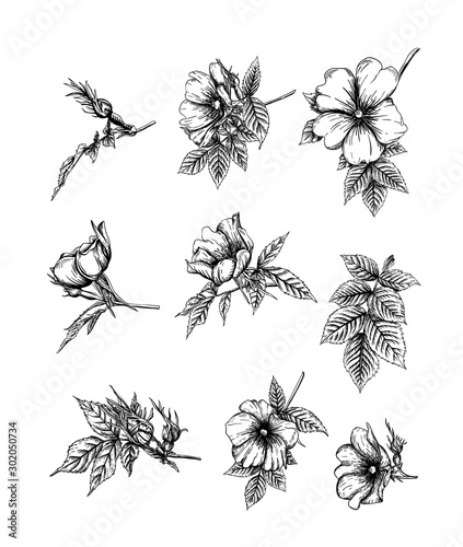 Dog-rose, briar, brier, eglantine, canker-rose. Set of elements for design. Graphic drawing, engraving style. Vector illustration in black and white.