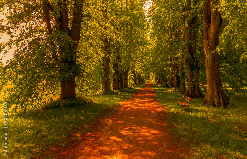 Fototapeta premium Allee