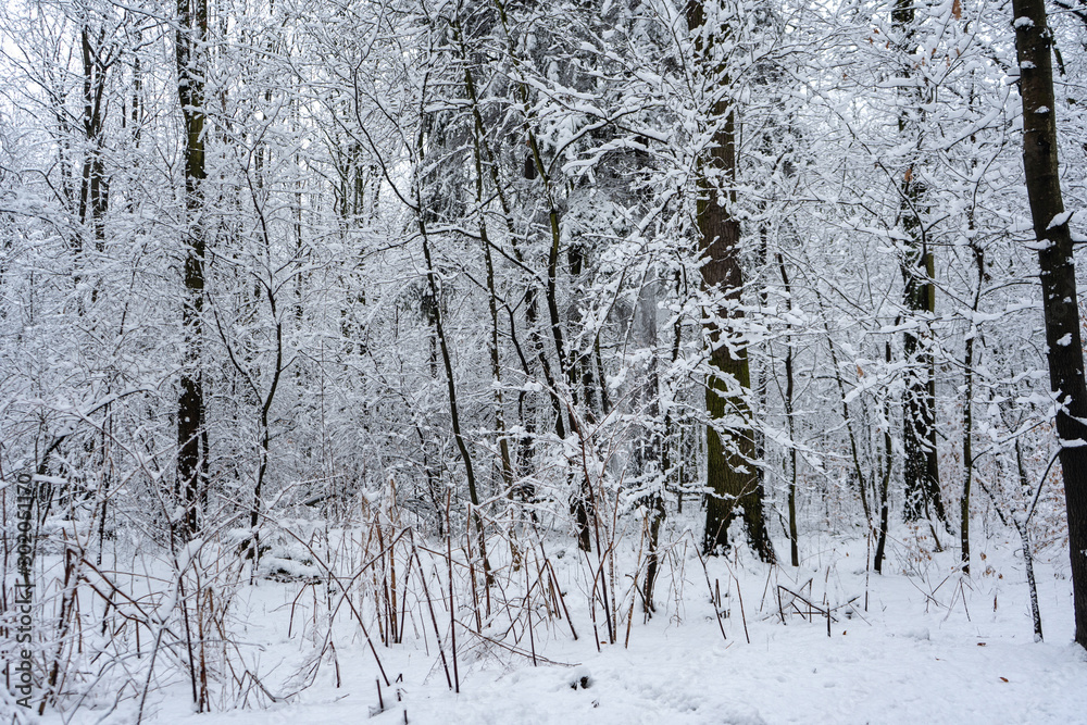 Fototapeta premium Snowy Tree