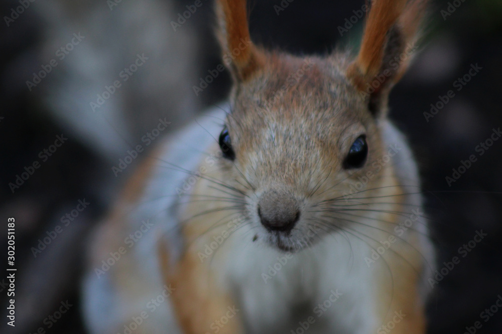 Fototapeta premium squirrel