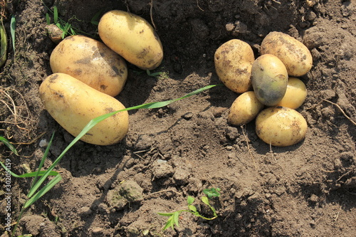 Potato. potato tuber.