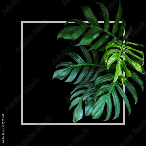 Tropical leaves foliage rainforest plant bush of native Monstera (Epipremnum pinnatum) green nature backdrop with light gray frame on black background.